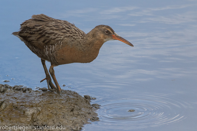 palo alto baylands